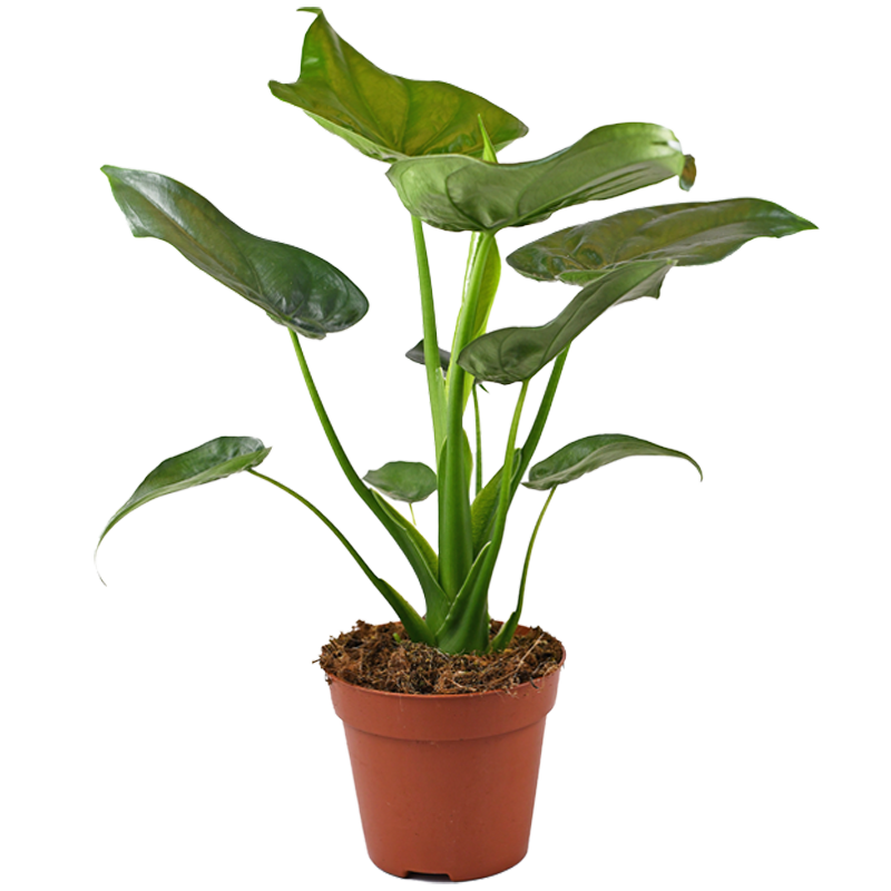 Alocasia Elefantenohr