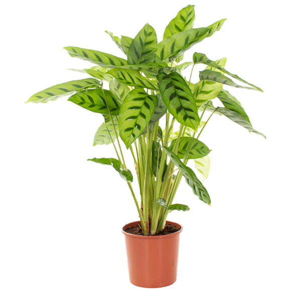 Calathea leopardina