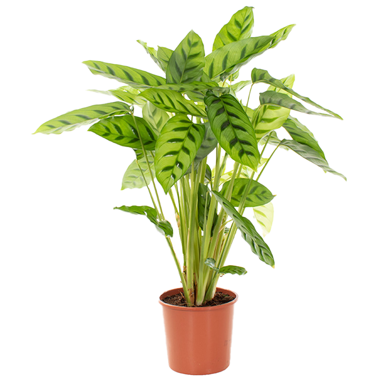 Calathea leopardina