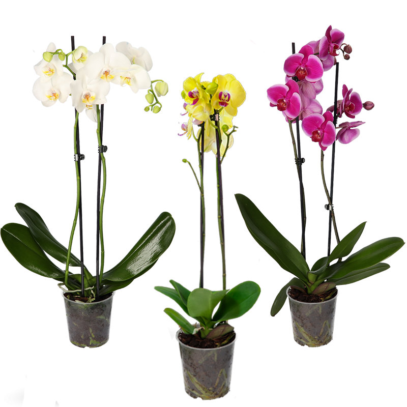 Orchidee 3er set