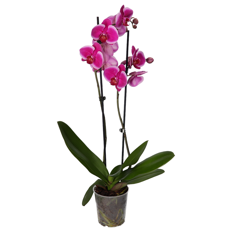 Phal Mix