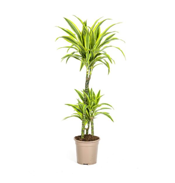 Dracaena Deremensis “Lemon Lime” | Drachenbaum | +/- 100cm | ø 21cm Topf