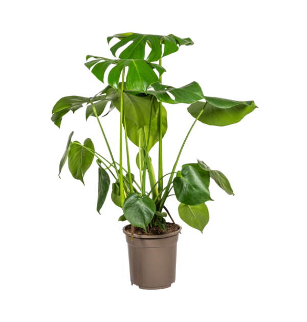 Monstera Deliciosa “Tauerii” | +/- 80cm | ø 21cm Topf