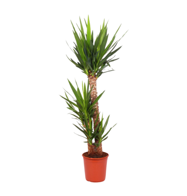 Yucca Elephantipes | Palmlilie | +/- 130cm | ø 24cm Topf