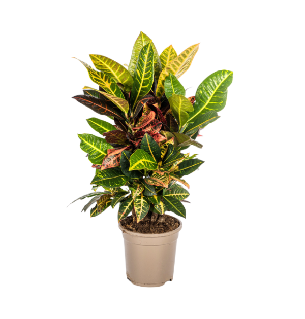 Codiaeum Croton “Petra” | Wunderstrauch | +/- 50cm | ø 17cm Topf