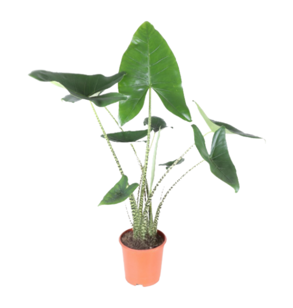 Alocasia “Zebrina” | Elefantenohr | +/- 80cm | ø 21cm Topf