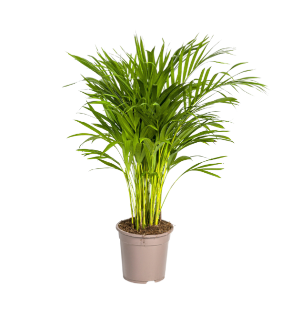 Dypsis Areca Lutescens | Goldfruchtpalme | +/- 90cm | ø 19cm Topf