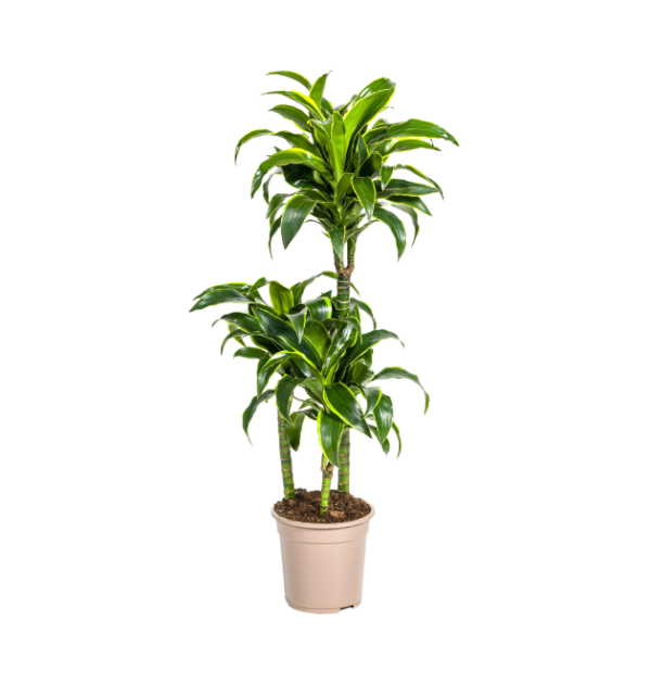 Dracaena Deremensis “Dorado” | Drachenbaum | +/- 110cm | ø 21cm Topf