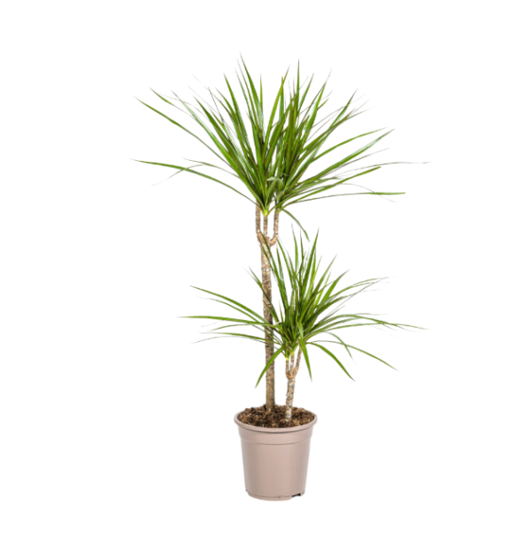 Dracaena Marginata “Green” | Drachenbaum | +/- 80cm | ø 19cm Topf