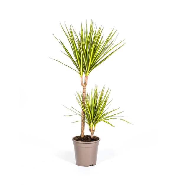 Dracaena Marginata “Sunray” | Drachenbaum | +/- 80-100cm | ø 19cm Topf