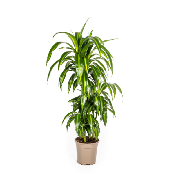 Dracaena Deremensis “Hawaiian Sunshine” | Drachenbaum | +/- 100cm | ø 21cm Topf