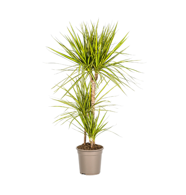 Dracaena Marginata “Sunray” | Drachenbaum | +/- 100-110cm | ø 21cm Topf