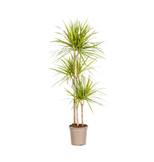 Dracaena Marginata “Sunray” | Drachenbaum | +/- 140cm | ø 24cm Topf