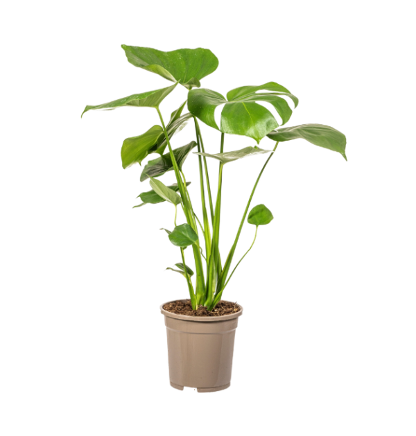 Monstera Deliciosa “Tauerii” | +/- 60cm | ø 17cm Topf