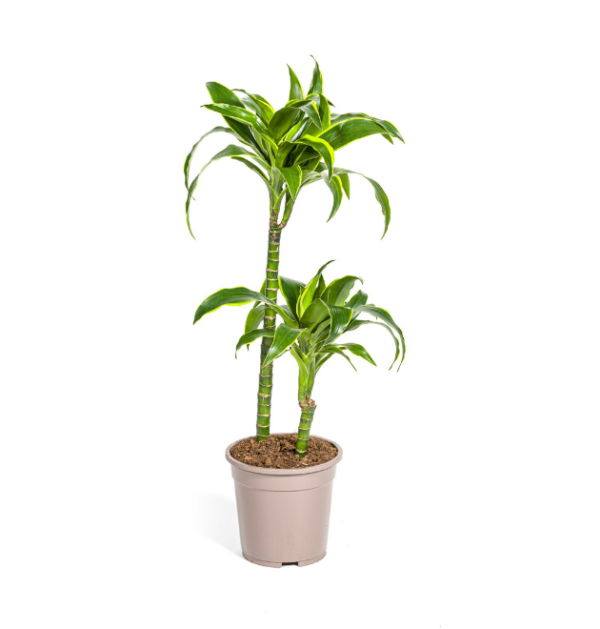 Dracaena Deremensis “Dorado” | Drachenbaum | +/- 80cm | ø 19cm Topf