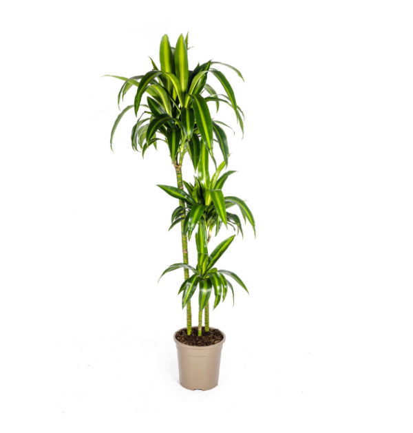 Dracaena Deremensis “Hawaiian Sunshine” | Drachenbaum | +/- 140cm | ø 24cm Topf