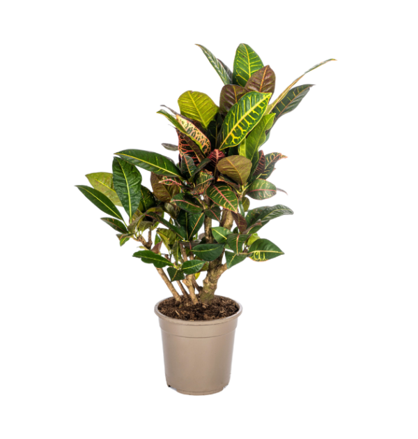 Codiaeum Croton “Petra” | Wunderstrauch | +/- 70-80cm | ø 21cm Topf