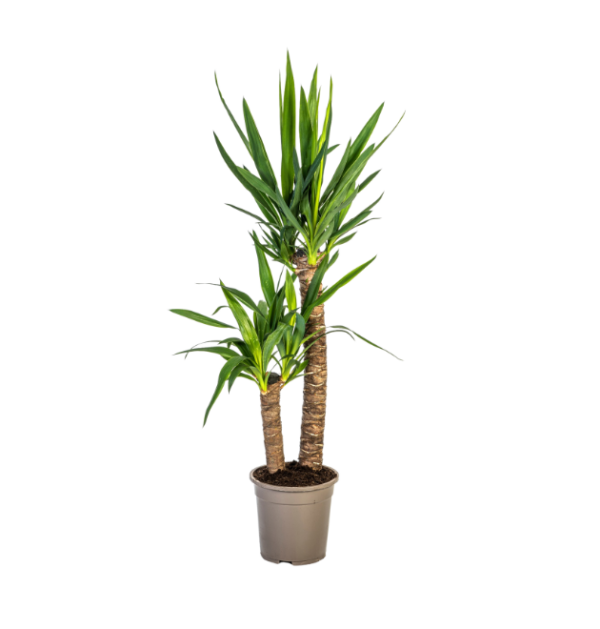 Yucca Elephantipes | Palmlilie | +/- 80cm | ø 19cm Topf