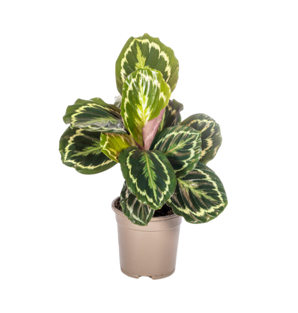 Calathea “Medallion” | Korbmarante | +/- 45cm | ø 17cm Topf