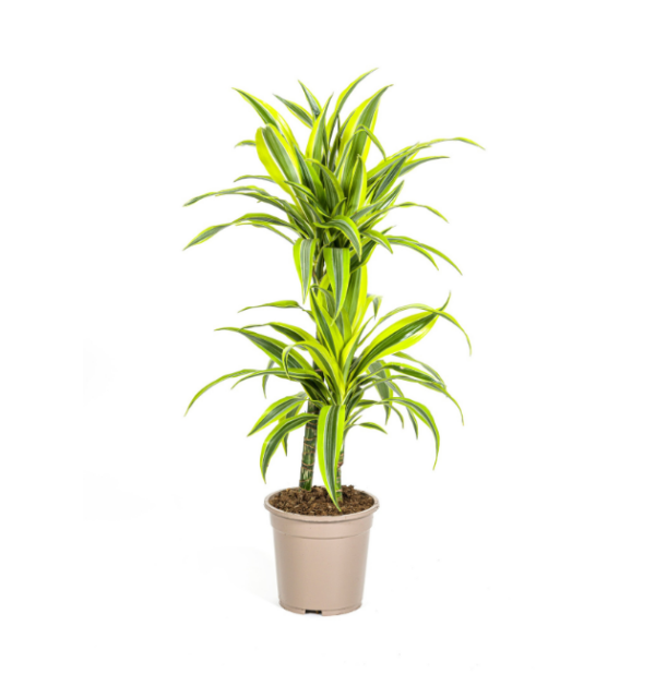 Dracaena Deremensis “Lemon Lime” | Drachenbaum | +/- 80cm | ø 19cm Topf