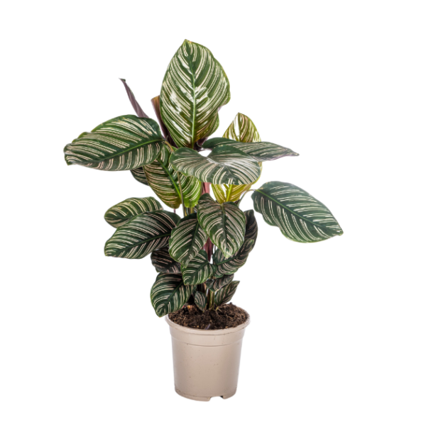 Calathea Ornata “Sanderiana” | Korbmarante | +/- 45cm | ø 17cm Topf