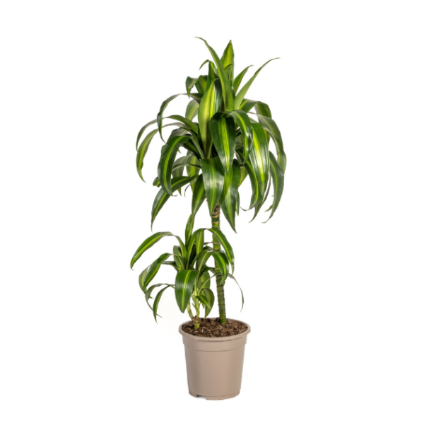 Dracaena Deremensis “Hawaiian Sunshine” | Drachenbaum | +/- 80cm | ø 19cm Topf