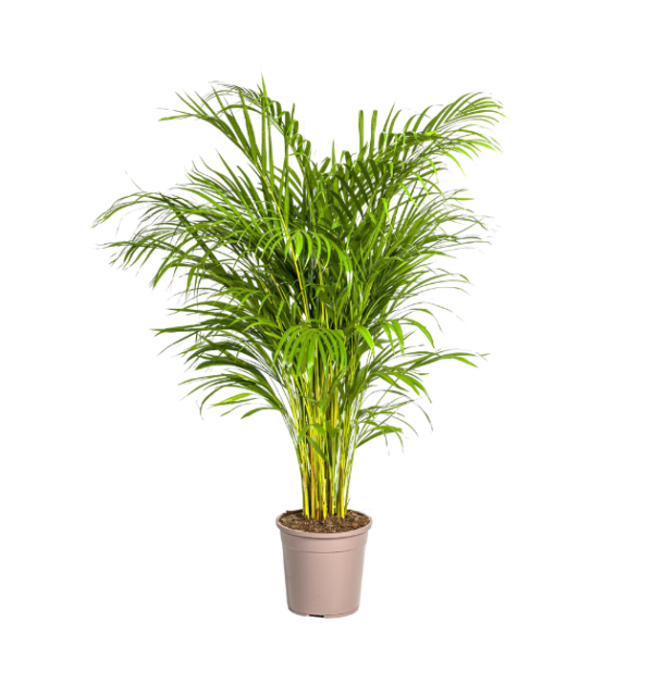 Dypsis Areca Lutescens | Goldfruchtpalme | +/- 140cm | ø 24cm Topf