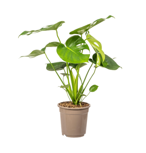 Monstera Deliciosa “Tauerii” | +/- 80cm | ø 19cm Topf