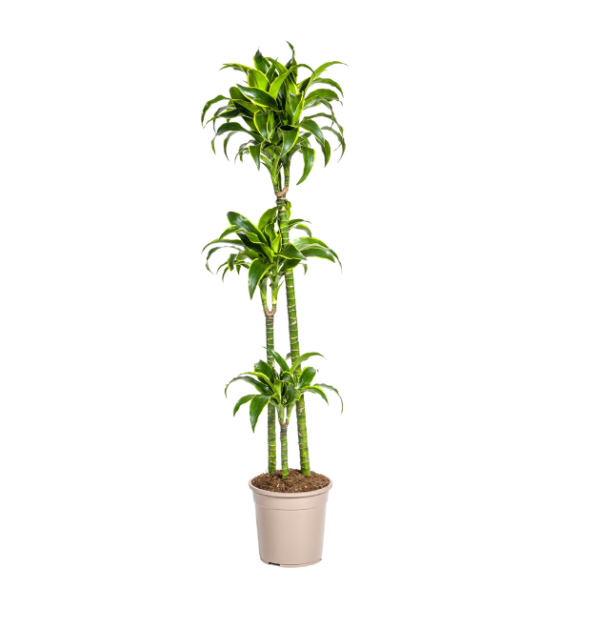 Dracaena Deremensis “Dorado” | Drachenbaum | +/- 130cm | ø 24cm Topf