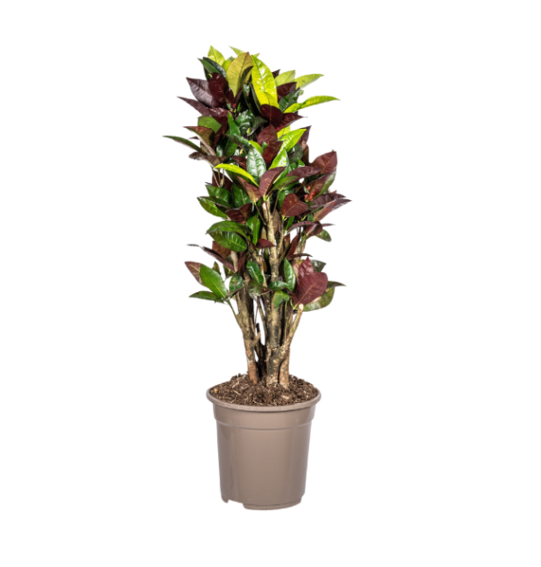 Codiaeum Croton “Iceton” | Wunderstrauch | +/- 70-80cm | ø 21cm Topf