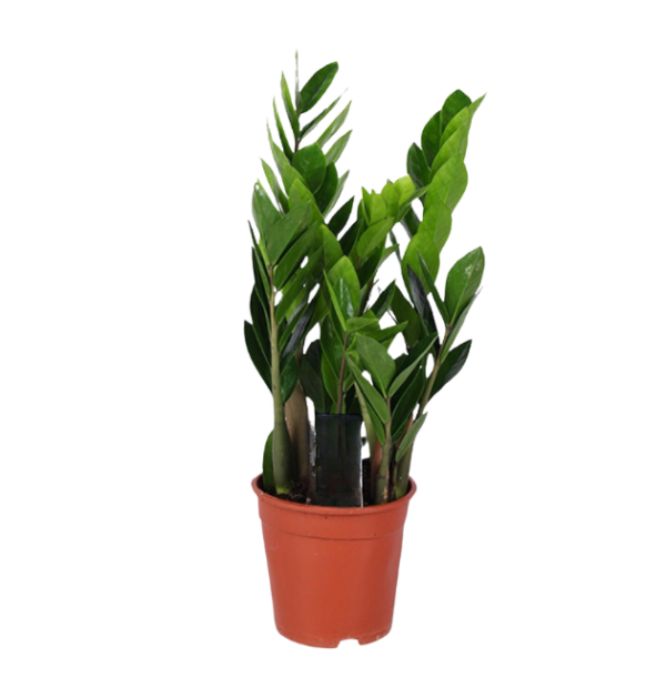 Zamioculcas Zamiifolia | Glücksfeder | +/- 40-50cm | ø 17cm Topf