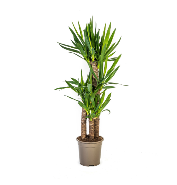 Yucca Elephantipes | Palmlilie | +/- 100cm | ø 21cm Topf