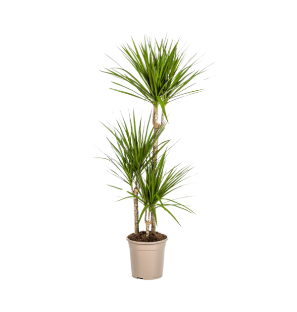 Dracaena Marginata “Green” | Drachenbaum | +/- 120cm | ø 21cm Topf