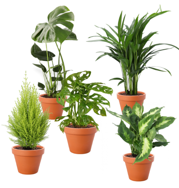 4er-Set Luftreinigende Pflanzen | Monstera | Einblatt | Dieffenbachie | Goldfruchtpalme | +/- 40-50cm | ø 12-15cm Topf