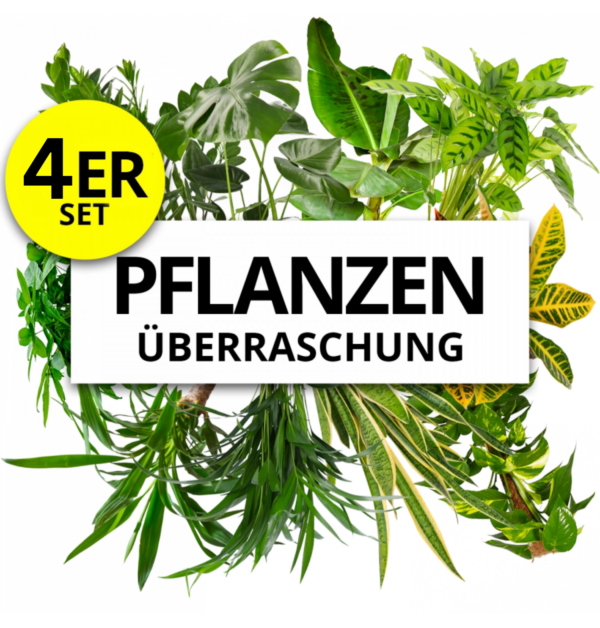 4er-Set | Pflanzenüberraschung | +/- 40-70cm | ø 12-15cm Topf