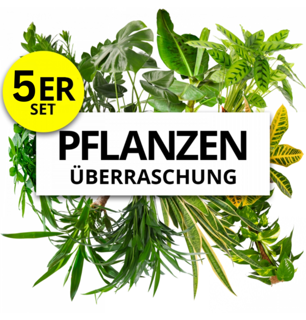 5er-Set | Pflanzenüberraschung | +/- 40-70cm | ø 12-15cm Topf