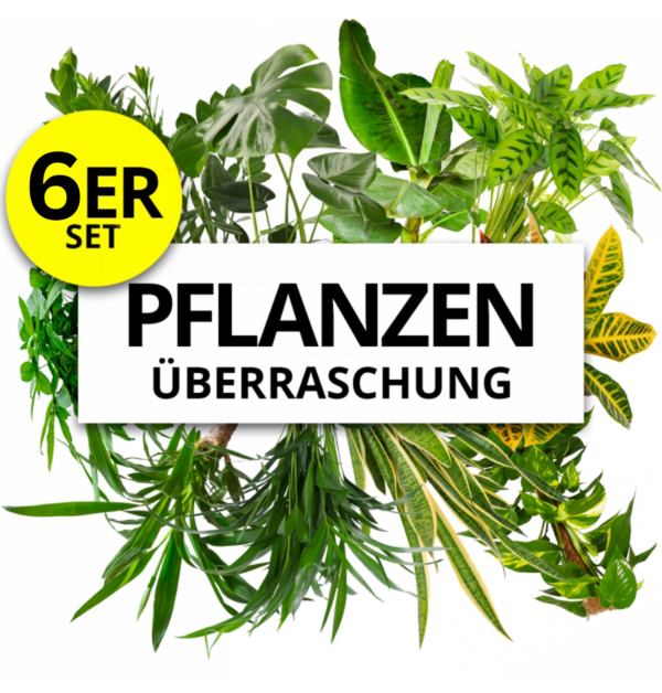 6er-Set | Pflanzenüberraschung | +/- 40-55cm | ø 12-15cm Topf