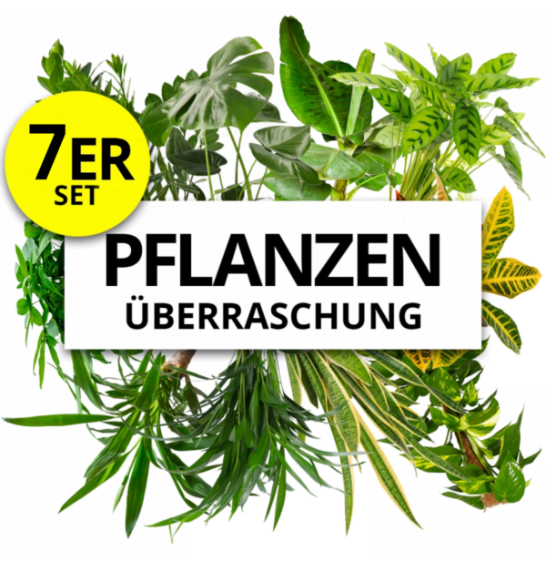 7er-Set | Pflanzenüberraschung | +/- 40-70cm | ø 12-15cm Topf