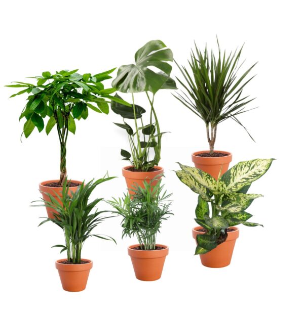 6er-Set “Exotischer Mix” | Goldfruchtpalme | Bergpalme | Dieffenbachie | Drachenbaum | Glückskastanie | Monstera | +/- 40-65cm | ø 12-15cm Topf