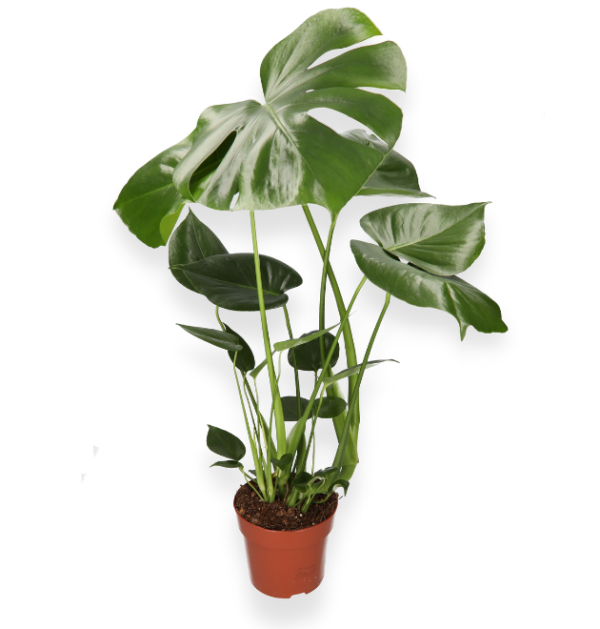 Monstera “Deliciosa” | +/- 55-70cm | ø 12-15cm Topf