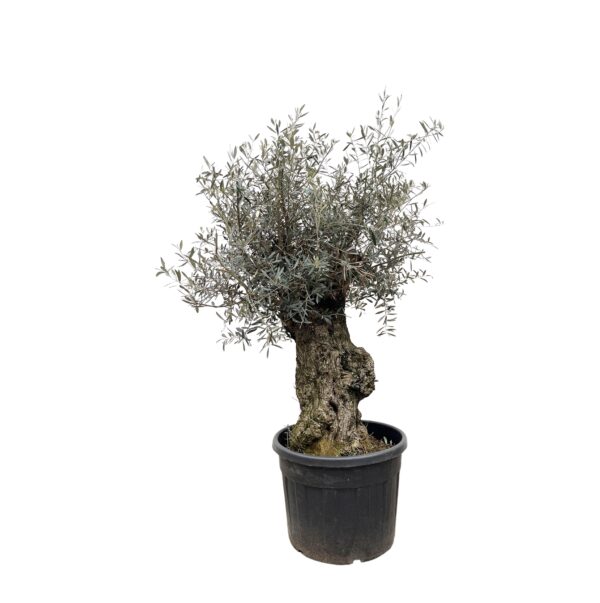 Olea Europaea “Bonsai” | Olivenbaum Bonsai | +/- 250cm | ø 65cm Topf