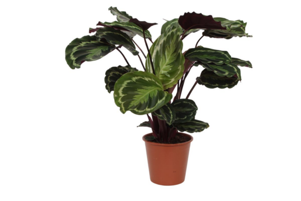 Calathea “Medallion” | Korbmarante | +/- 80cm | ø 19cm Topf