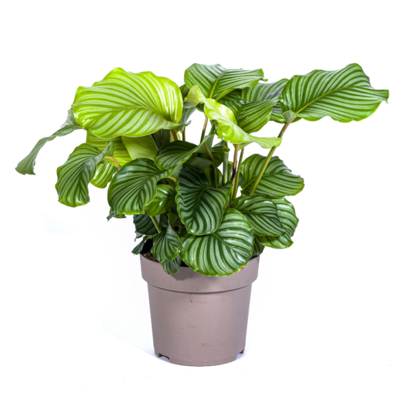 Calathea “Orbifolia” | Korbmarante | +/- 80cm | ø 27cm Topf