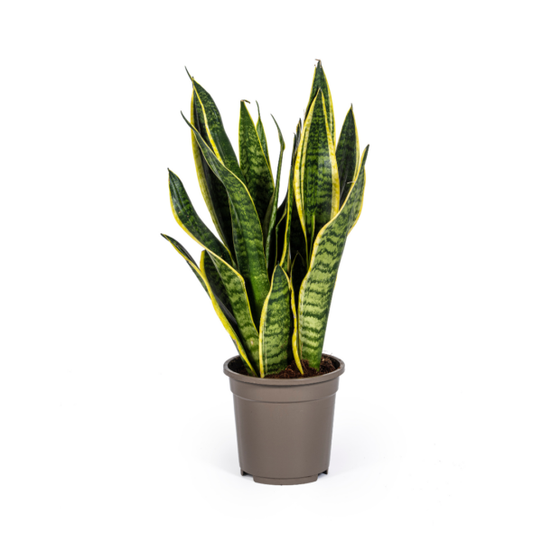 Sansevieria Trifasciata “Futura Superba” | Bogenhanf | +/- 50-55cm | ø 17cm Topf