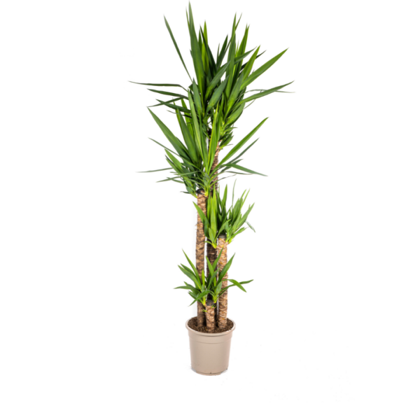 Yucca Elephantipes | Palmlilie | +/- 160cm | ø 27cm Topf