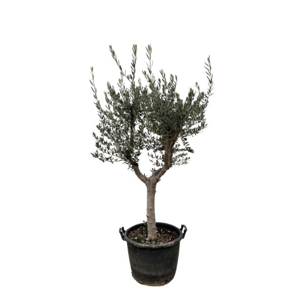 Olea Europaea “Cultivo” | Olivenbaum | +/- 200cm | ø 45cm Topf