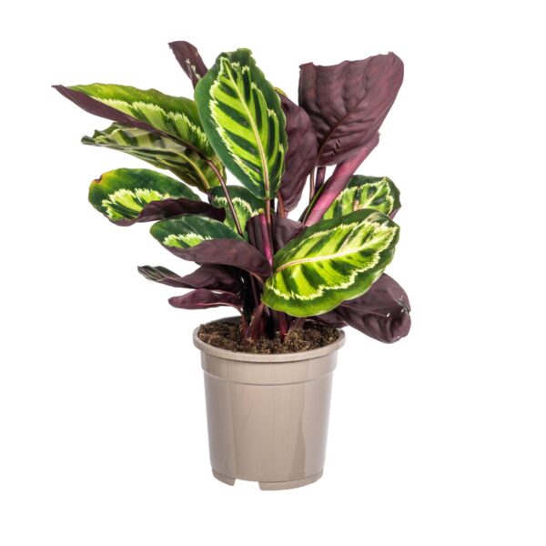 Calathea “Roseopicta” | Korbmarante | +/- 45cm | ø 17cm Topf