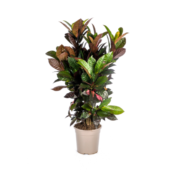 Codiaeum Croton “Iceton” | Wunderstrauch | +/- 90-100cm | ø 24cm Topf