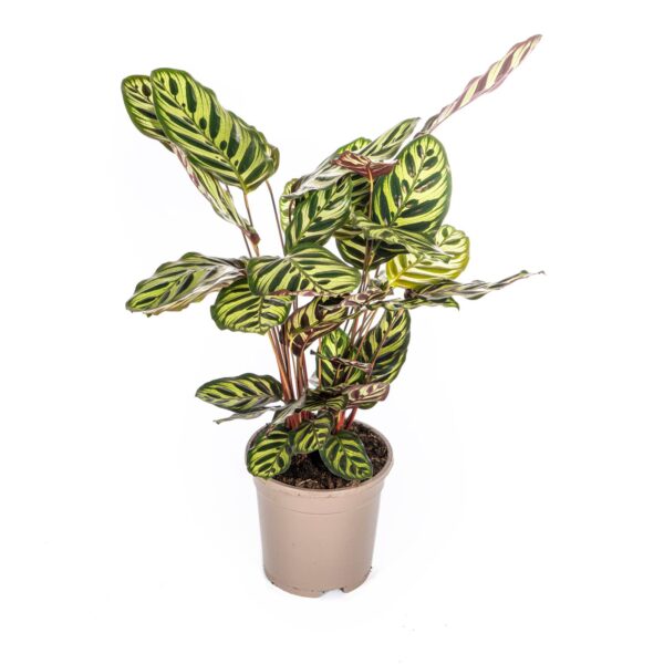 Calathea “Makoyana” | Korbmarante | +/- 45cm | ø 17cm Topf