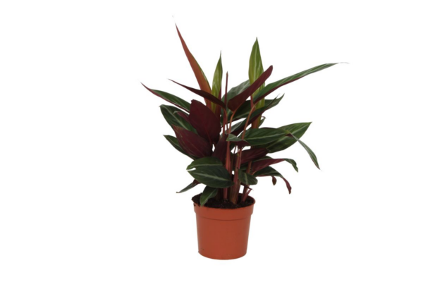 Calathea “Stripestar” | Korbmarante | +/- 40cm | ø 12cm Topf